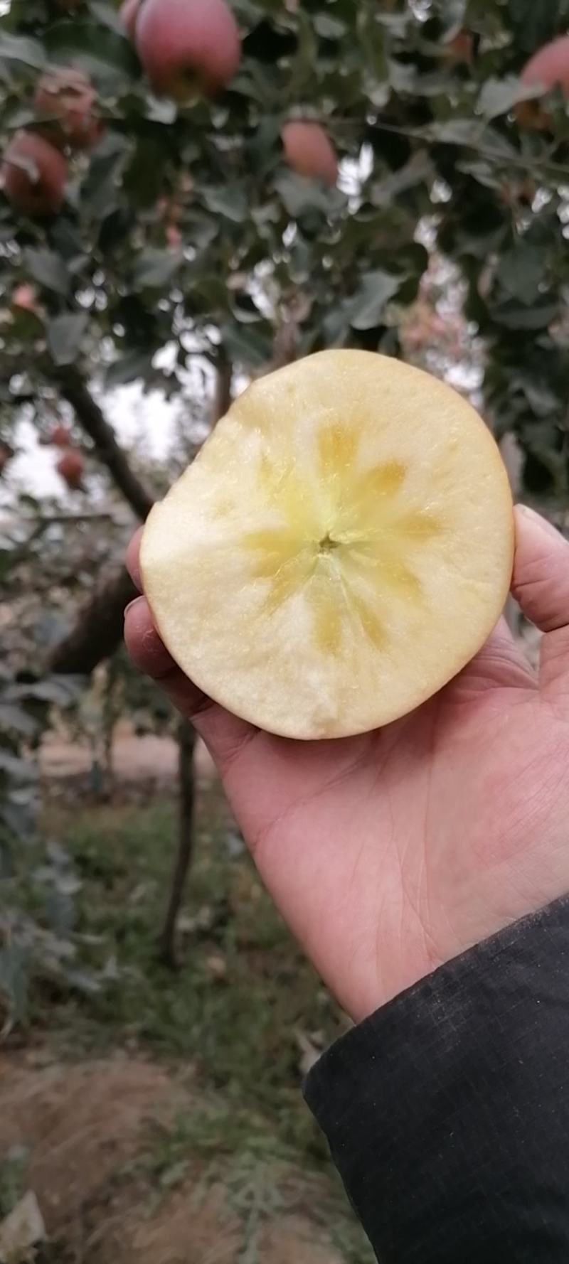 新疆阿克苏冰糖心苹果！口感脆甜画渣程度相当高，果子含有机