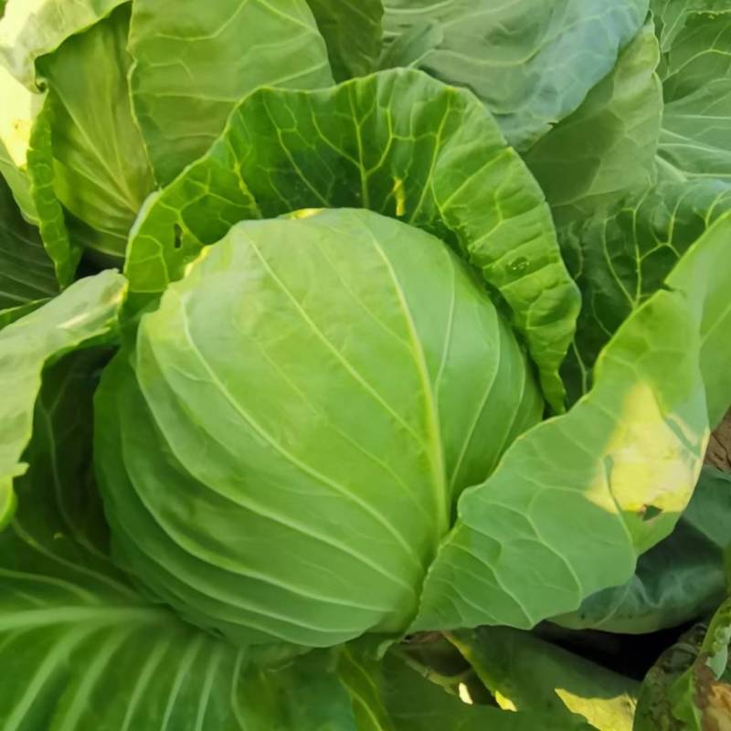 松软型甘蓝种子元丽暄菜早熟软皮黄心圆球手撕包菜春秋甘蓝