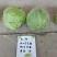 松软型甘蓝种子元丽暄菜早熟软皮黄心圆球手撕包菜春秋甘蓝