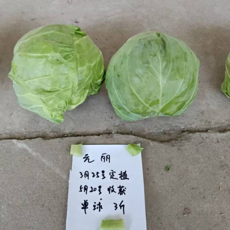 松软型甘蓝种子元丽暄菜早熟软皮黄心圆球手撕包菜春秋甘蓝