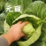 松软型甘蓝种子元丽暄菜早熟软皮黄心圆球手撕包菜春秋甘蓝