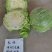 松软型甘蓝种子元丽暄菜早熟软皮黄心圆球手撕包菜春秋甘蓝