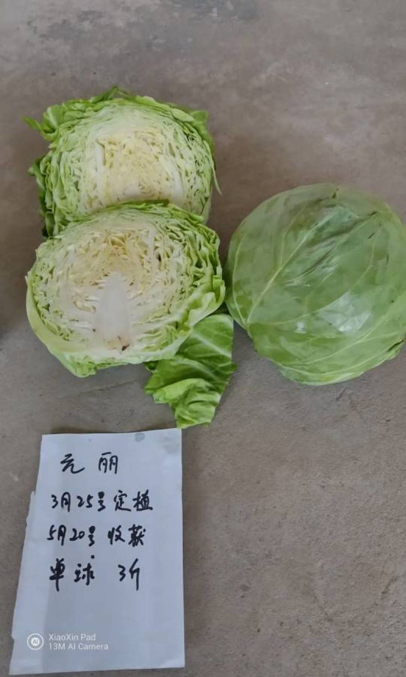 松软型甘蓝种子元丽暄菜早熟软皮黄心圆球手撕包菜春秋甘蓝