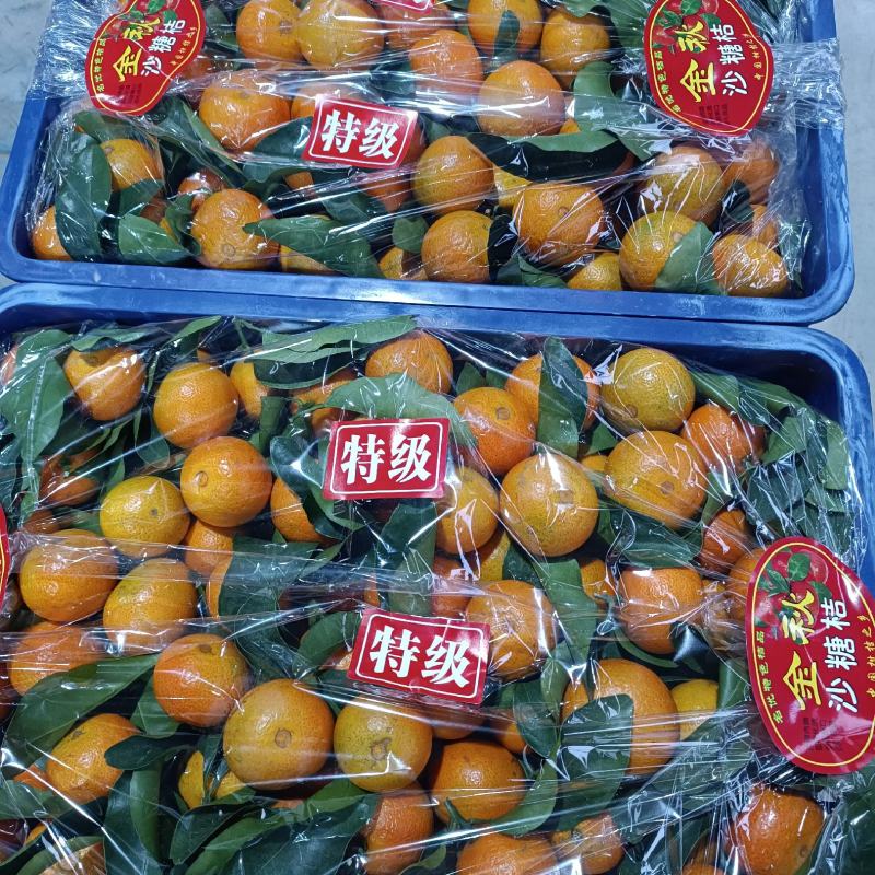 金秋沙糖桔，广西沙糖桔，广西金秋沙糖桔