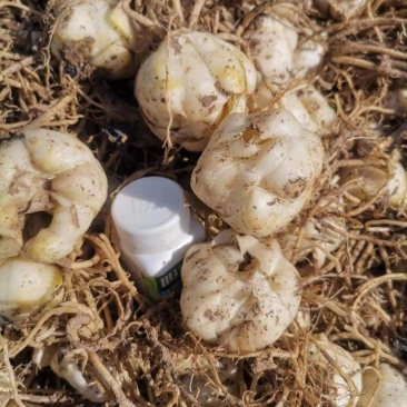 亚洲百合种球花苞多花型花色变换多样欢迎电话联系