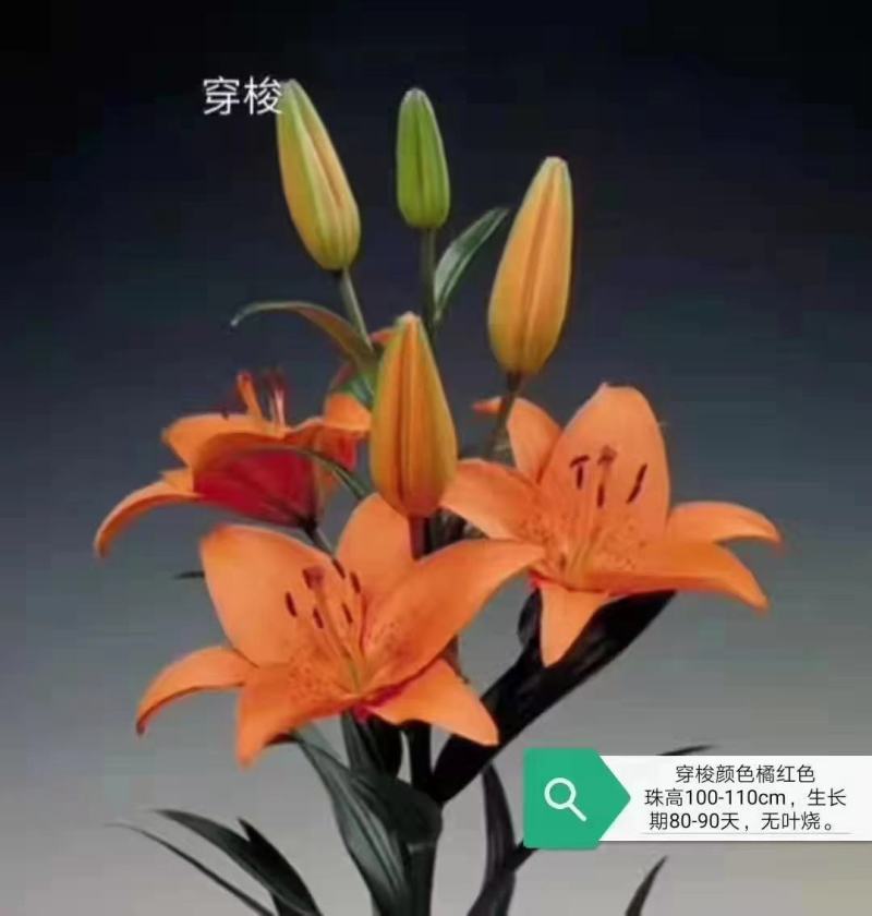 亚洲百合种球花苞多花型花色变换多样欢迎电话联系