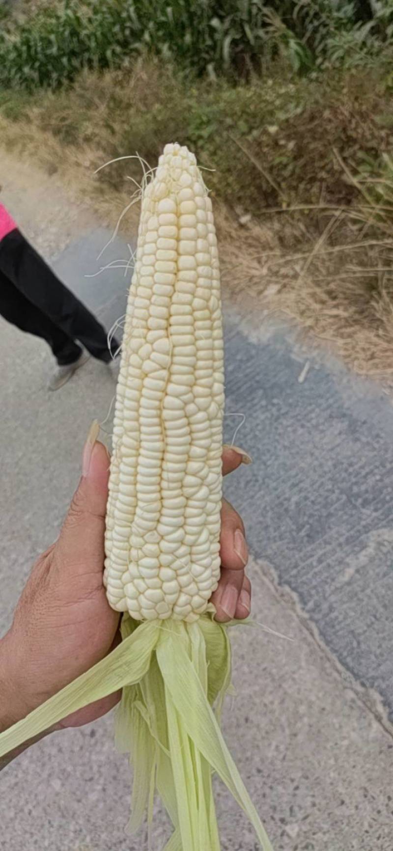 京科，万糯，美玉，