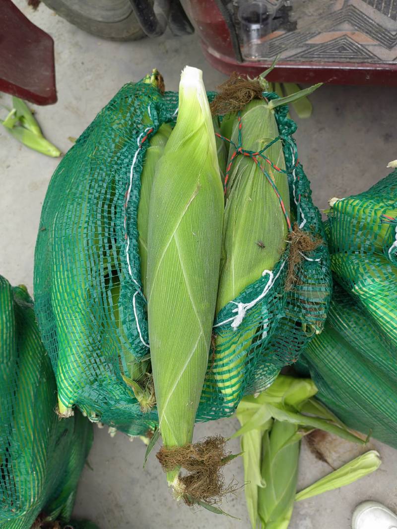 京科，万糯，美玉，