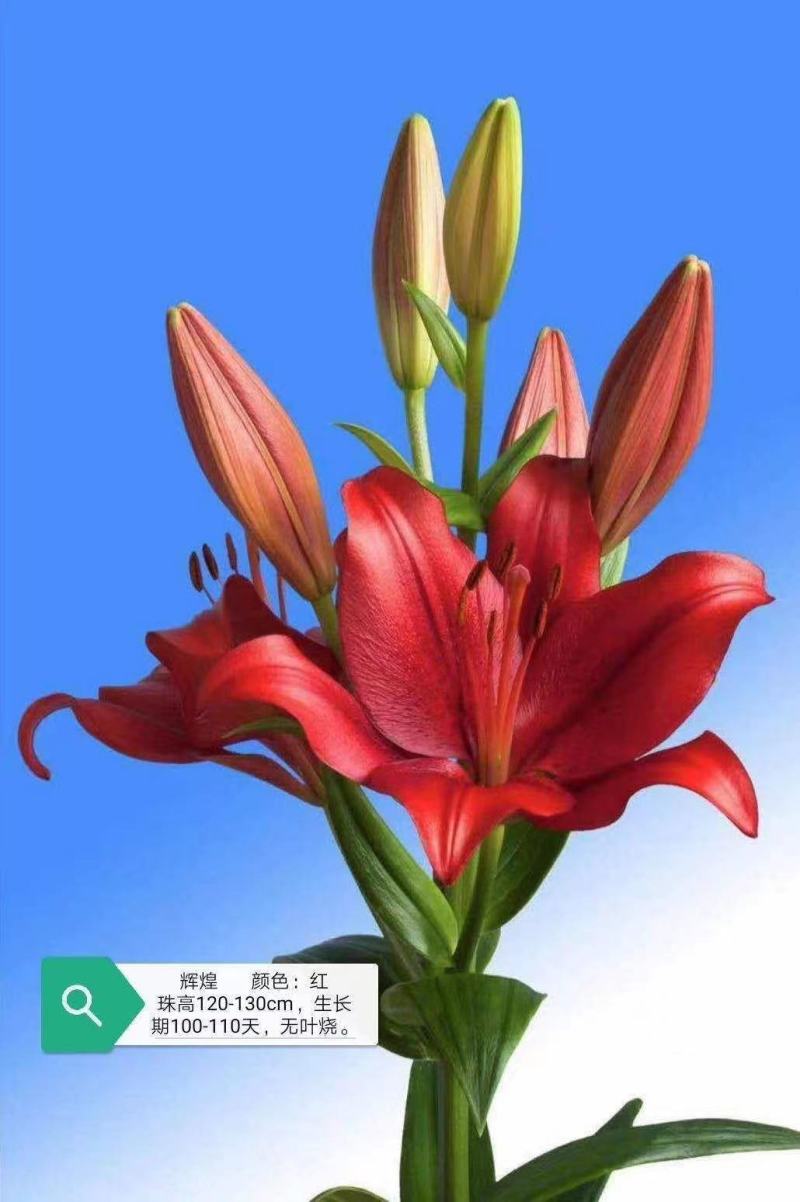 亚洲百合种球花苞多花型花色变换多样欢迎电话联系