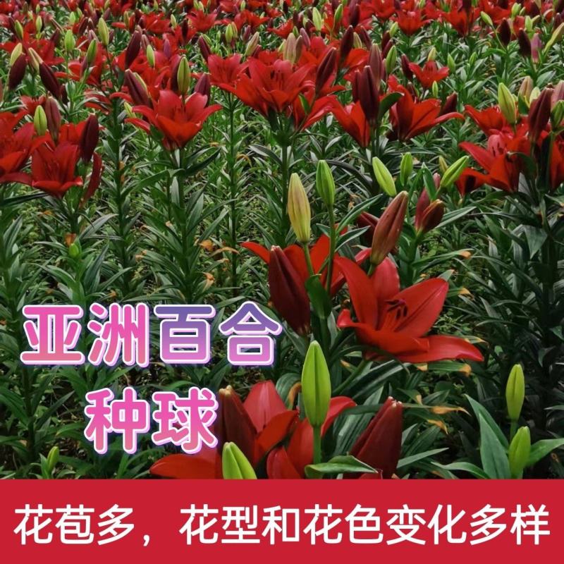 亚洲百合种球花苞多花型花色变换多样欢迎电话联系