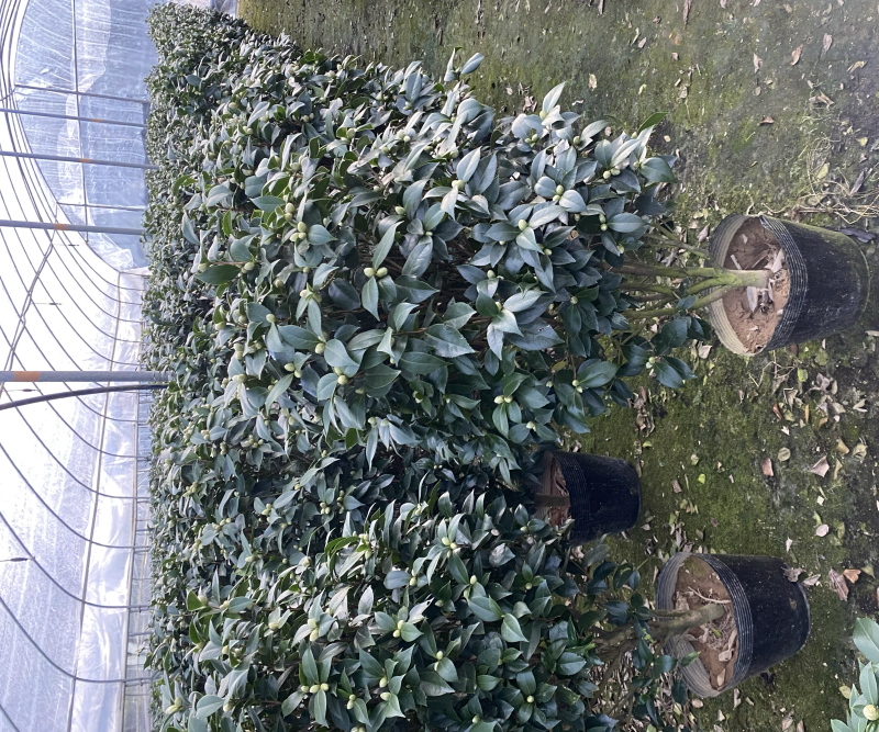 精品盆栽茶花六角大红茶花赤丹茶花五色茶花