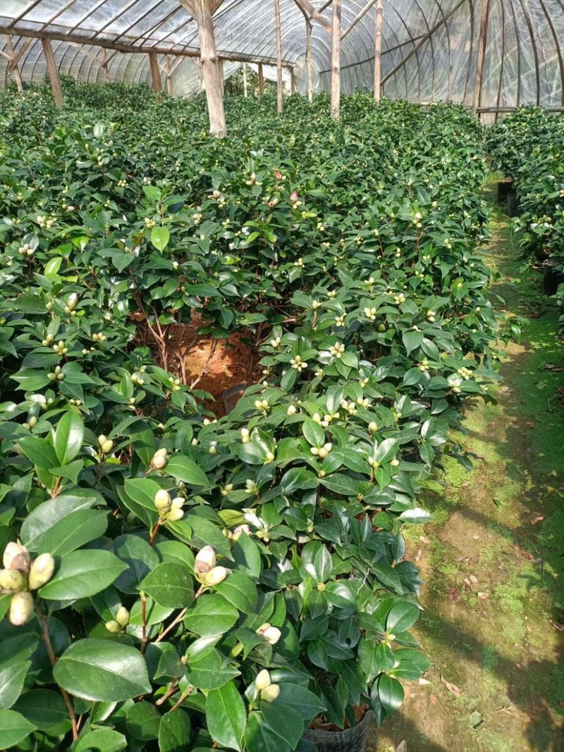 精品盆栽茶花六角大红茶花赤丹茶花五色茶花