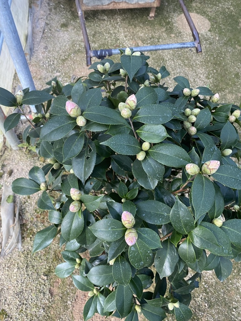 精品盆栽茶花六角大红茶花赤丹茶花五色茶花