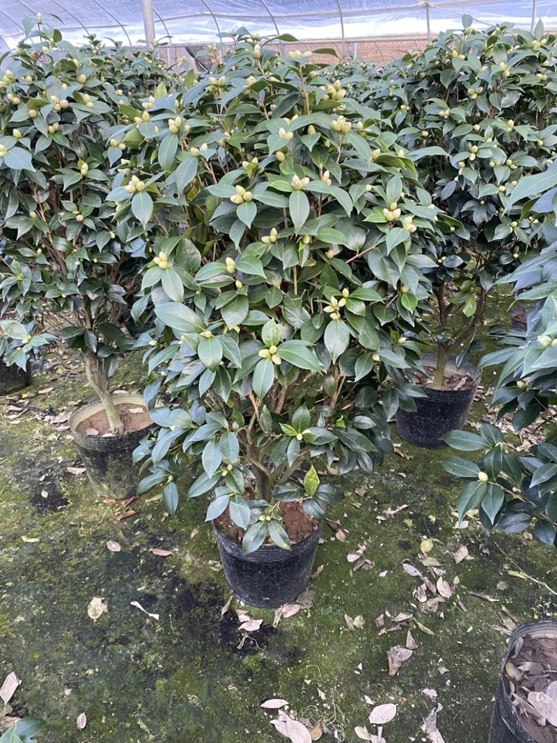 精品盆栽茶花六角大红茶花赤丹茶花五色茶花