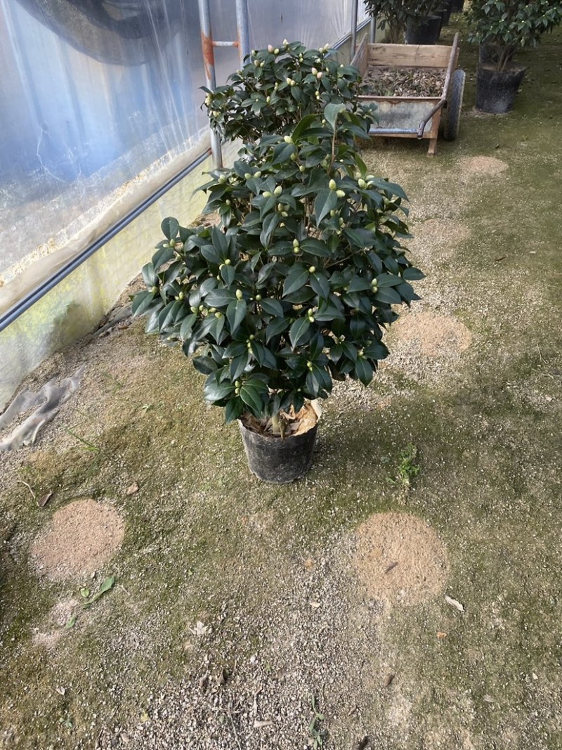 精品盆栽茶花六角大红茶花赤丹茶花五色茶花