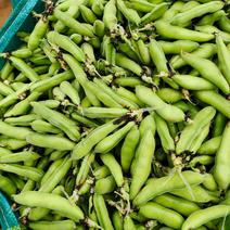 青蚕豆。胡豆大量上市………………………………