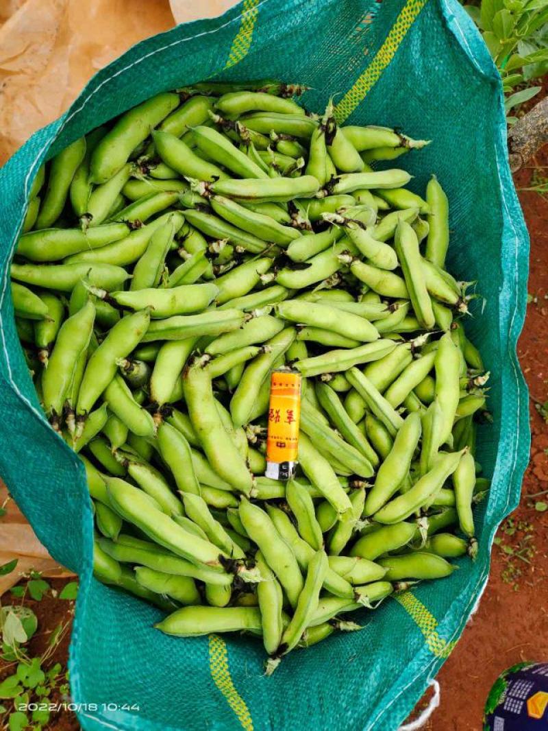 青蚕豆。胡豆大量上市………………………………