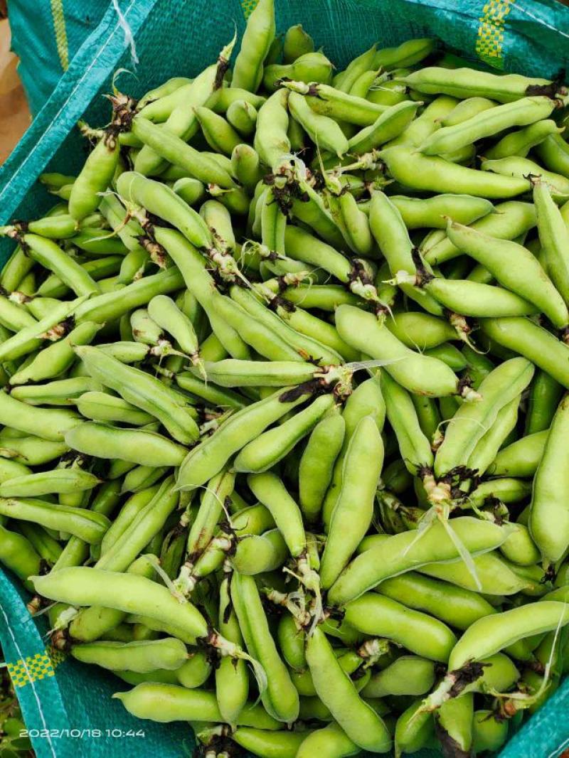 青蚕豆。胡豆大量上市………………………………