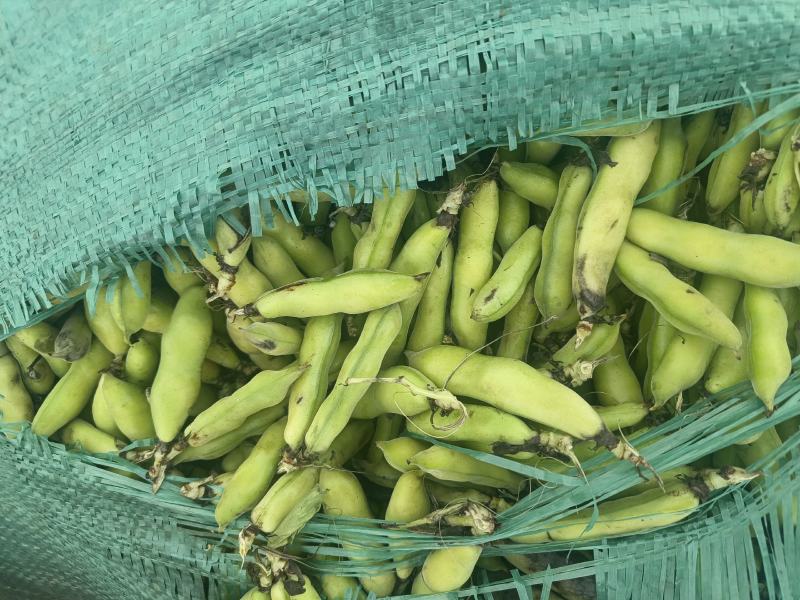 青蚕豆。胡豆大量上市………………………………