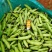 青蚕豆。胡豆大量上市………………………………