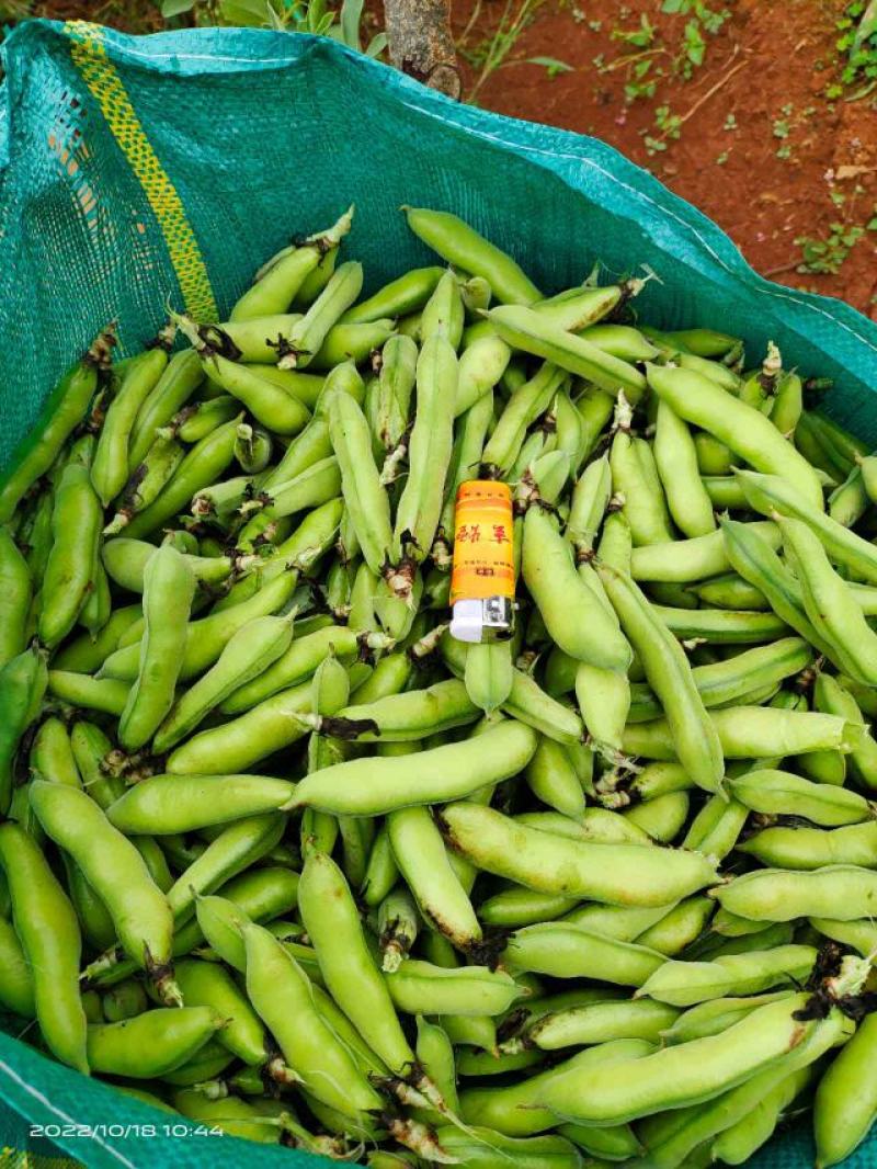 青蚕豆。胡豆大量上市………………………………