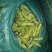 青蚕豆。胡豆大量上市………………………………