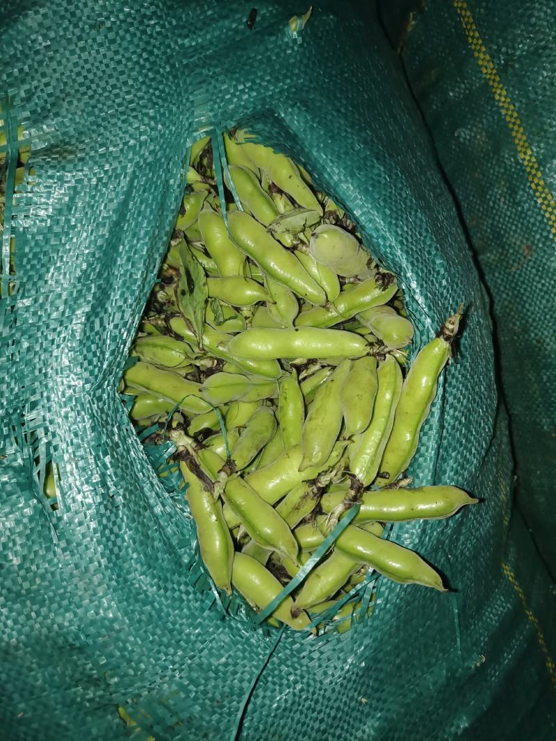 青蚕豆。胡豆大量上市………………………………