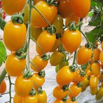 天禧金串串种子无限生长型节间短产量高抗病耐储运樱桃小番茄