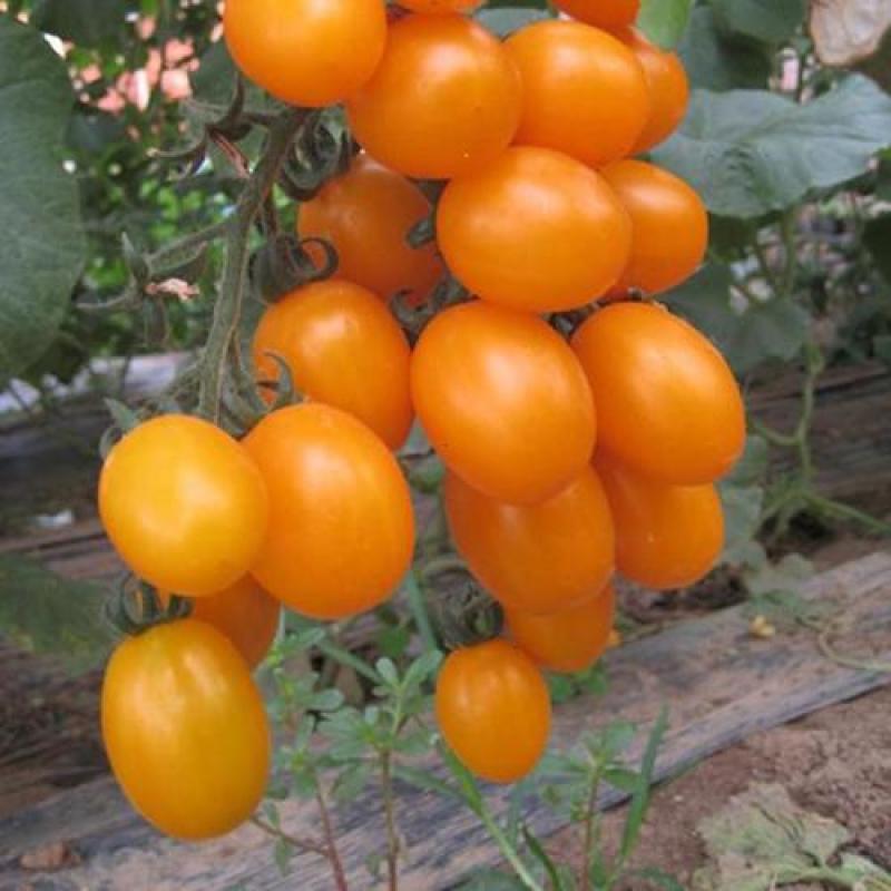 天禧金串串种子无限生长型节间短产量高抗病耐储运樱桃小番茄
