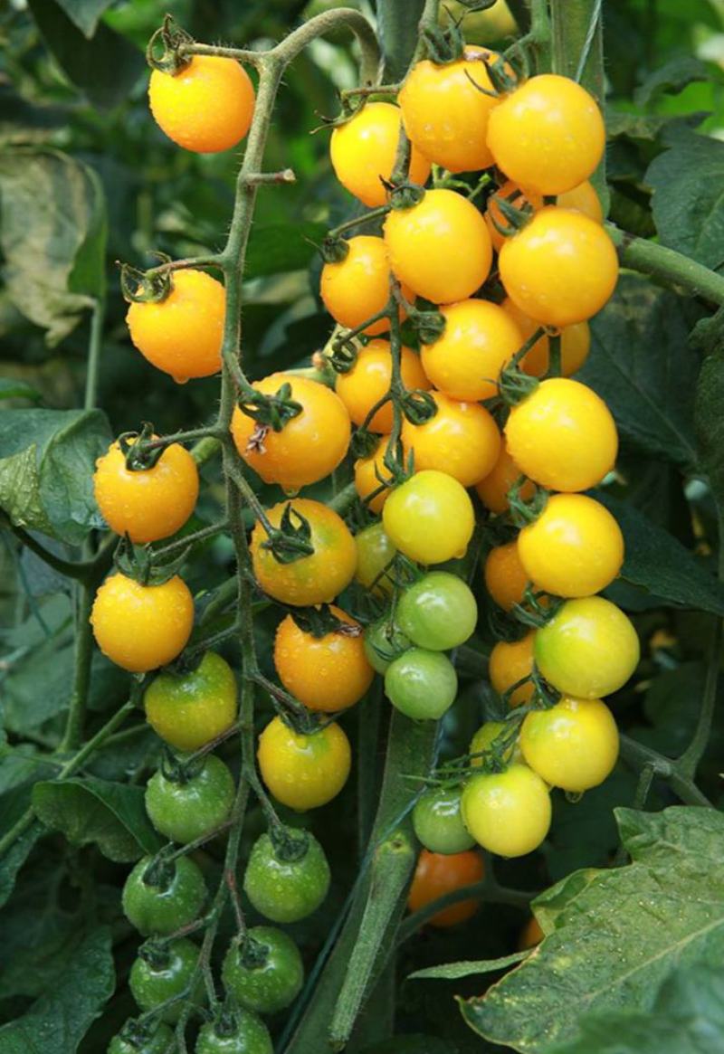 天禧金串串种子无限生长型节间短产量高抗病耐储运樱桃小番茄