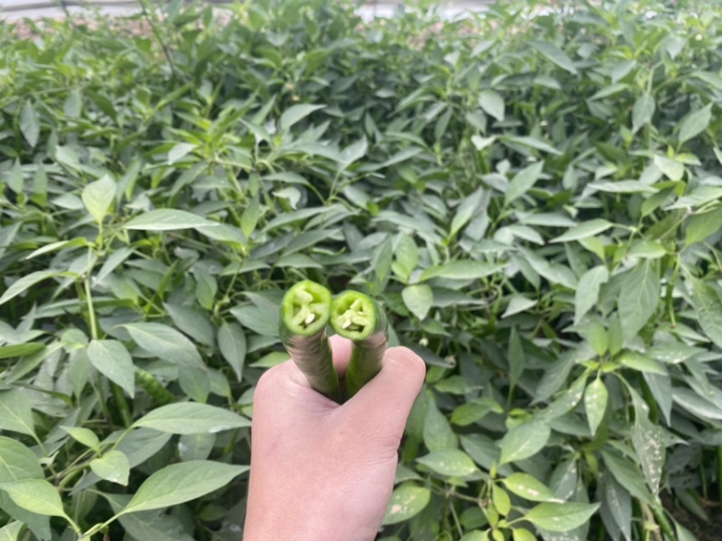 精品线椒