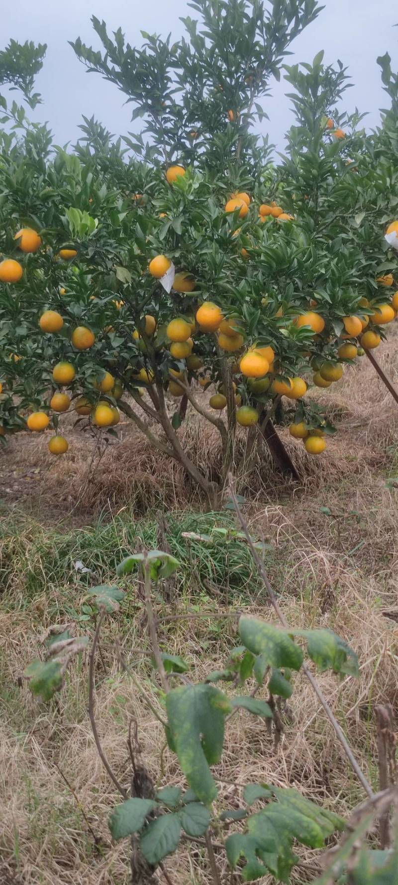 四川耙耙柑预售中，口感纯甜，欢迎各大商超，市场，团购老板
