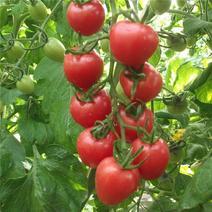 超甜矮秧红珍珠番茄种子西红柿种子圣女果种子樱桃番茄柿子