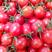 天禧粉甜小瀑布小西红柿种子圣女果樱桃番茄番茄种籽春秋播种