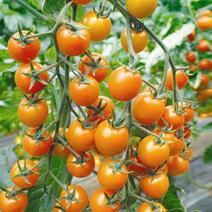 超甜矮秧黄珍珠番茄种子西红柿种子圣女果种子樱桃番茄柿子