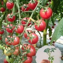 矮生盆栽番茄种子室内阳台四季种植小西红柿种籽圣女果蔬菜