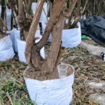 精品熟桩南天竹