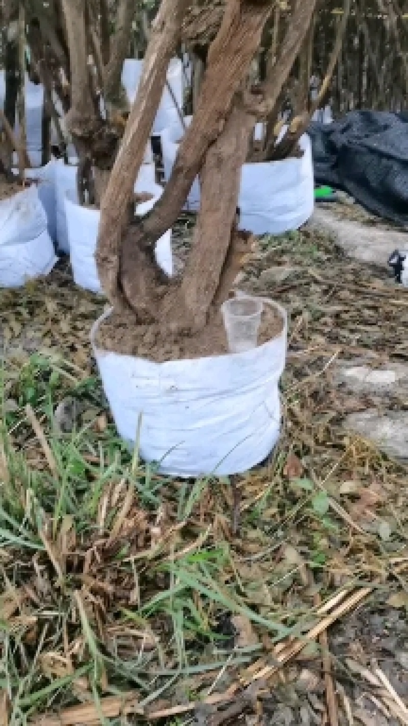 精品熟桩南天竹