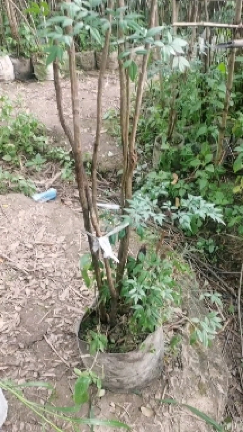 精品熟桩南天竹