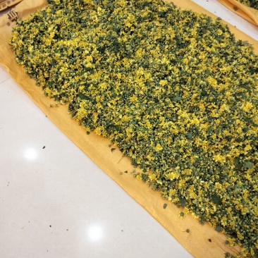 野菊花