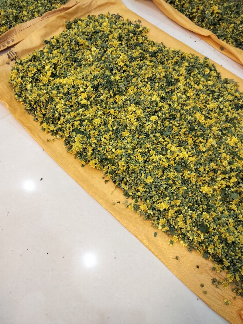 野菊花
