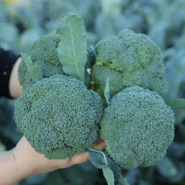 【热卖中】西兰花质量好品质好，货源充足，欢迎各地老板下单