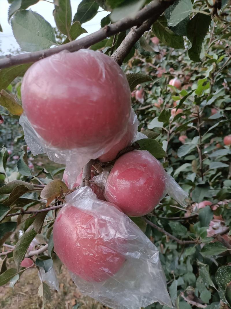 红富士苹果颜色新鲜一级果大味甜皮薄质量保证价格便宜欢迎各