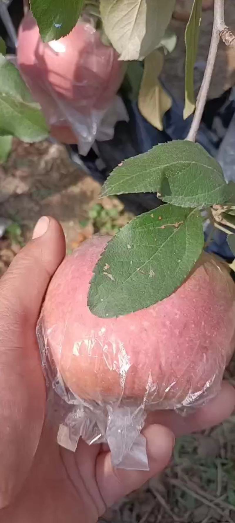红富士苹果颜色新鲜一级果大味甜皮薄质量保证价格便宜欢迎各