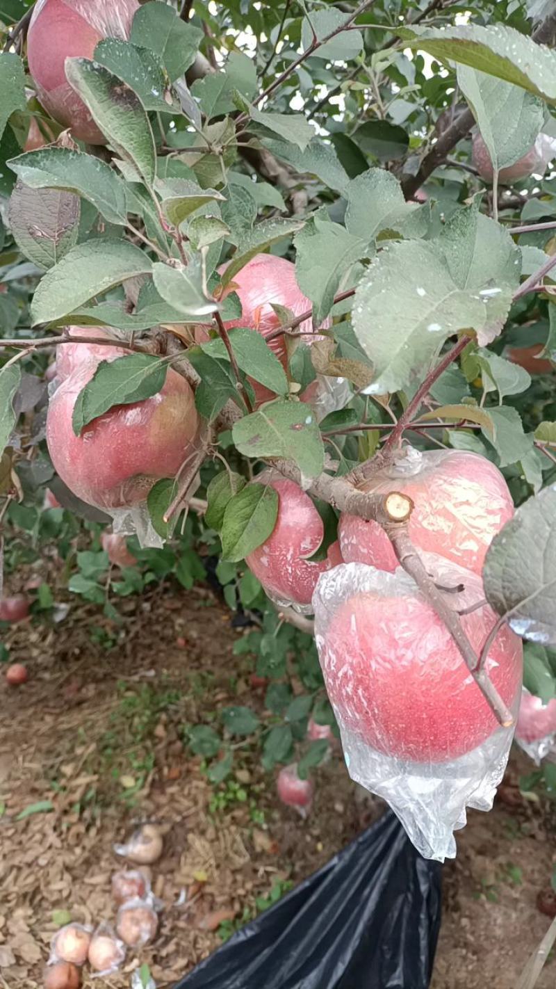 红富士苹果颜色新鲜一级果大味甜皮薄质量保证价格便宜欢迎各