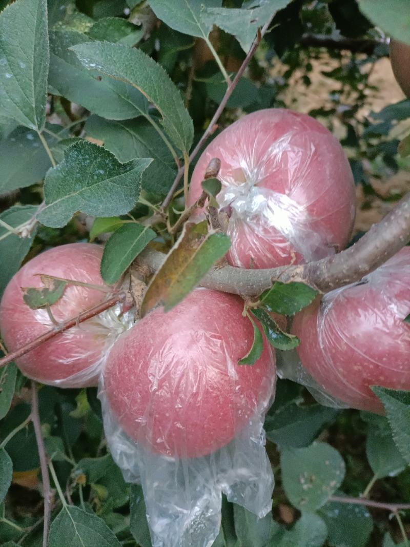 红富士苹果颜色新鲜一级果大味甜皮薄质量保证价格便宜欢迎各