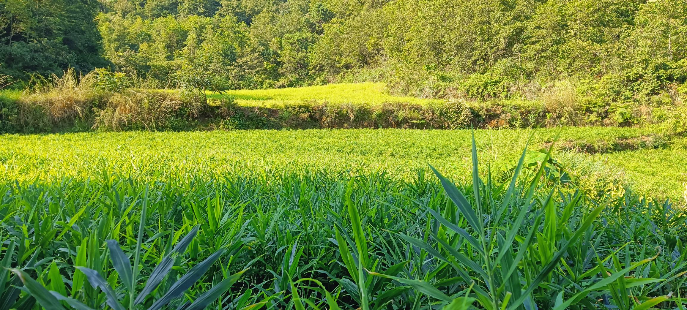 木姜子树全貌