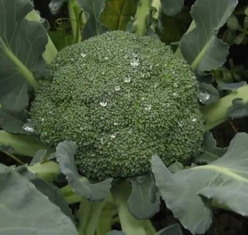 【热卖中】西兰花质量好品质好，货源充足，欢迎各地老板下单