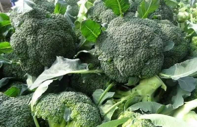 【热卖中】西兰花质量好品质好，货源充足，欢迎各地老板下单