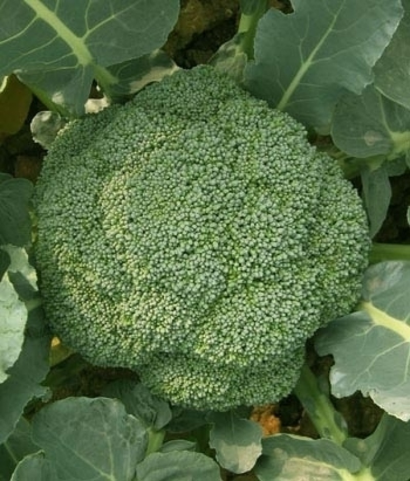 【热卖中】西兰花质量好品质好，货源充足，欢迎各地老板下单
